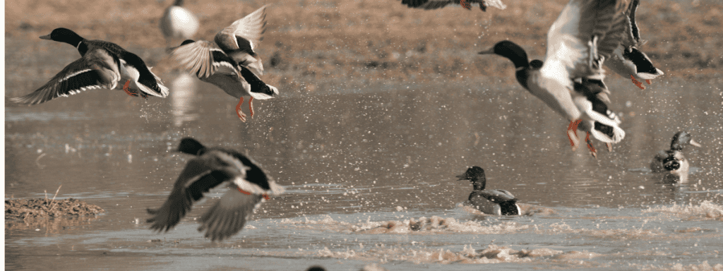 Book About Duck Hunting