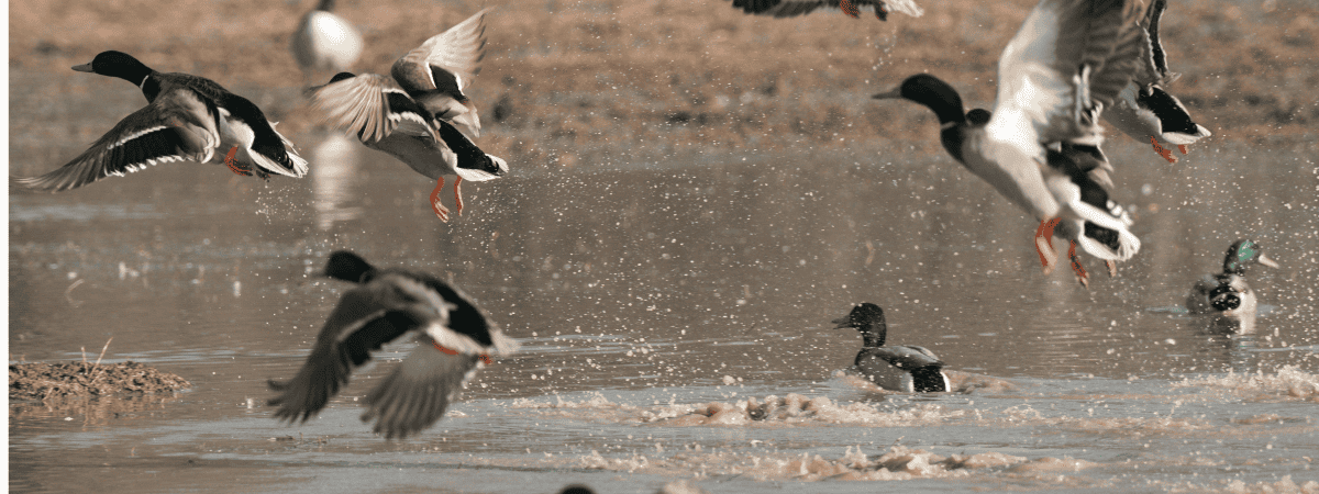 Book About Duck Hunting